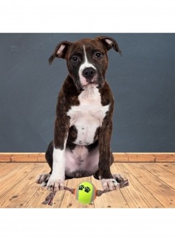 Renkli Halat Ve Tenis Toplu Yumaklı Köpek Çekiştirme Halat Oyuncağı